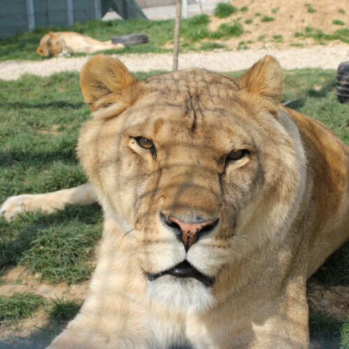 Zampa Zampa