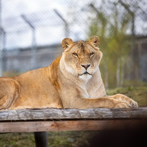 Zampa lion dégriffé La Tanière ©Edouard Pacreau La Tanière, zoo, refuge, zoo refuge, parc animalier, Chartres, Eure et Loir, Eure-et-Loir, Centre Val de Loire, Centre Val-de-Loire, lion