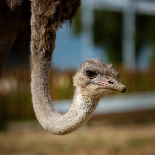 Agathe autruche orpheline La Tanière zoo refuge ©Edouard Pacreau La Tanière, zoo, refuge, zoo refuge, parc animalier, Chartres, Eure et Loir, Centre Val de Loire, tourisme, sauvetage, bien être animal, oiseau, autruche