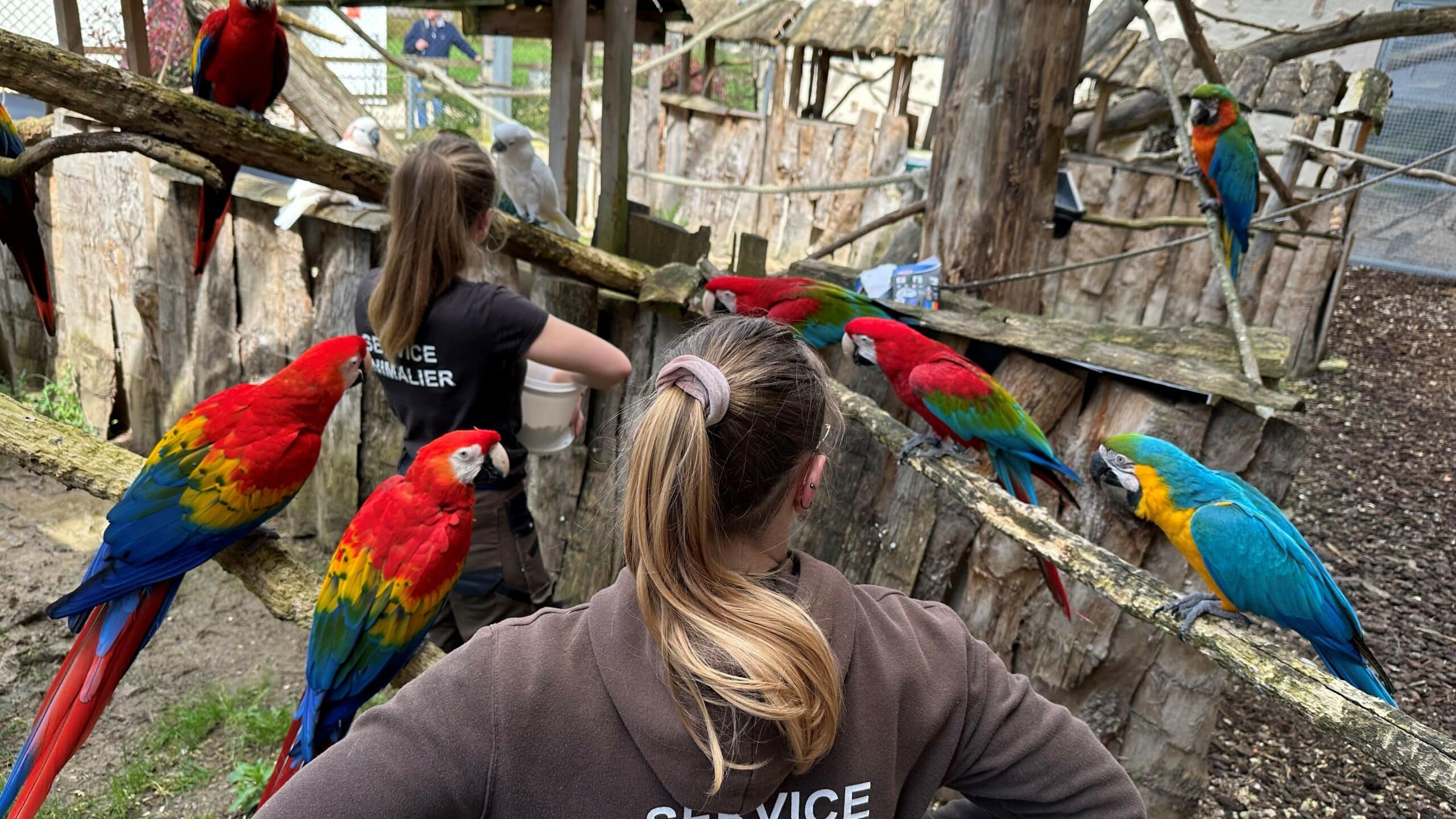 Animation pedagogique goûter des aras refuge La Tanière ©Sophie_FP La Tanière, zoo, refuge, parc animalier, Chartres, Eure et Loir, Centre Val de Loire, visite, sortie enfants, sortie en famille, animaux, vacances, loisirs, pédagogie, animation, gouter