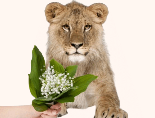 Vente solidaire de muguet