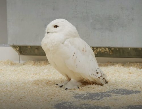 De chouettes nouveaux venus