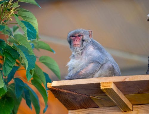 Une 3ème nouvelle demeure pour les primates de laboratoire