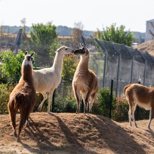 La Tanière, zoo, refuge, parc animalier, Chartres, Eure et Loir, Centre Val de Loire, sauvetage, bien être animal, mise en contact, camélidé, lama